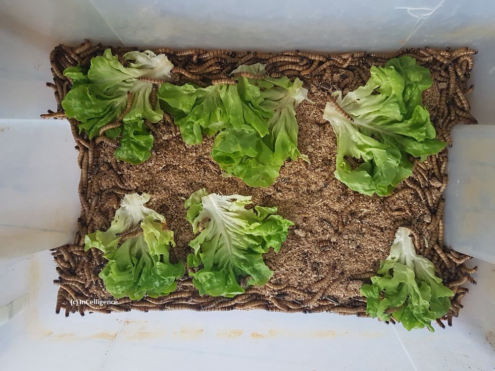 Igel-Tanrek Tenrek Futter