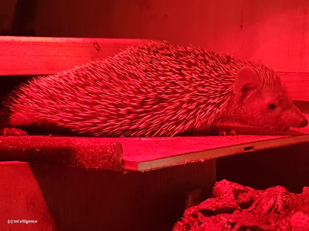 Igel-Tanrek_tenrek_Adult