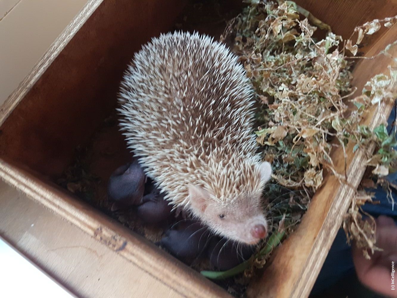 Igel-Tanrek Tenrek offspring Nachwuchs Geburt