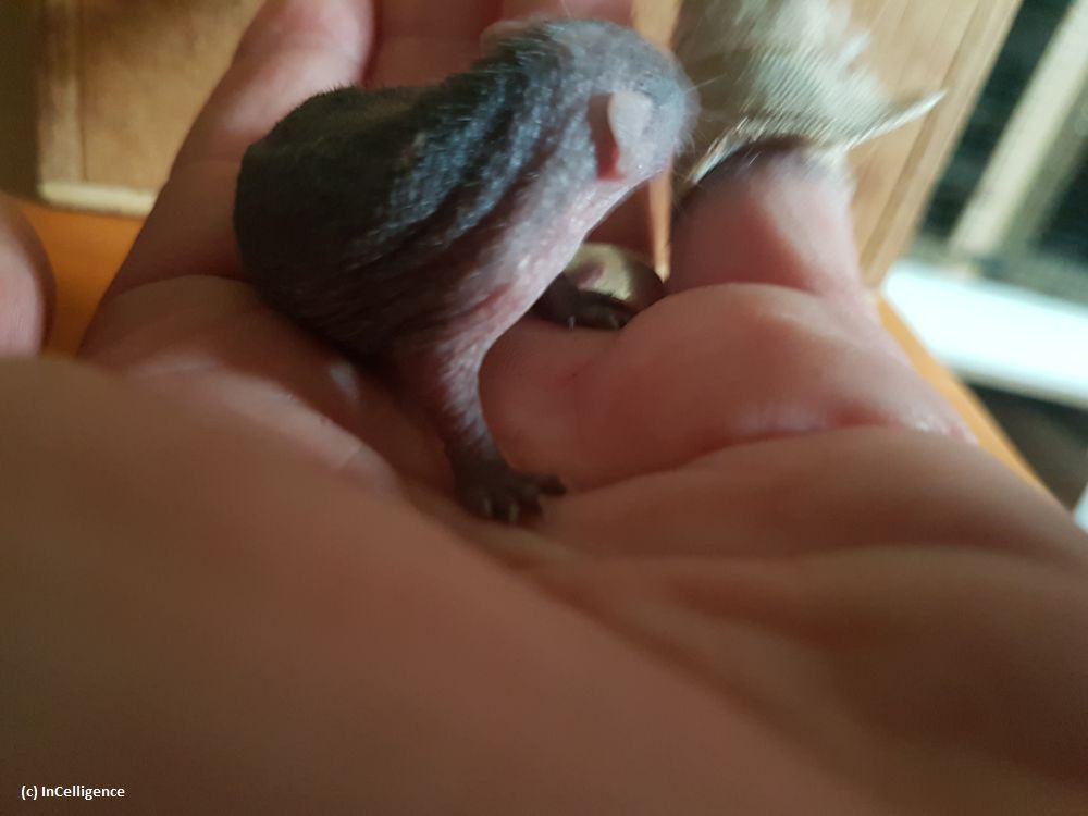 Igel-Tanrek Tenrek offspring Nachwuchs Tag 2