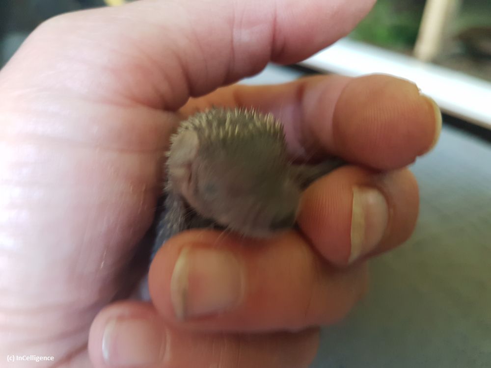 Igel-Tanrek-Tenrek-Tag05