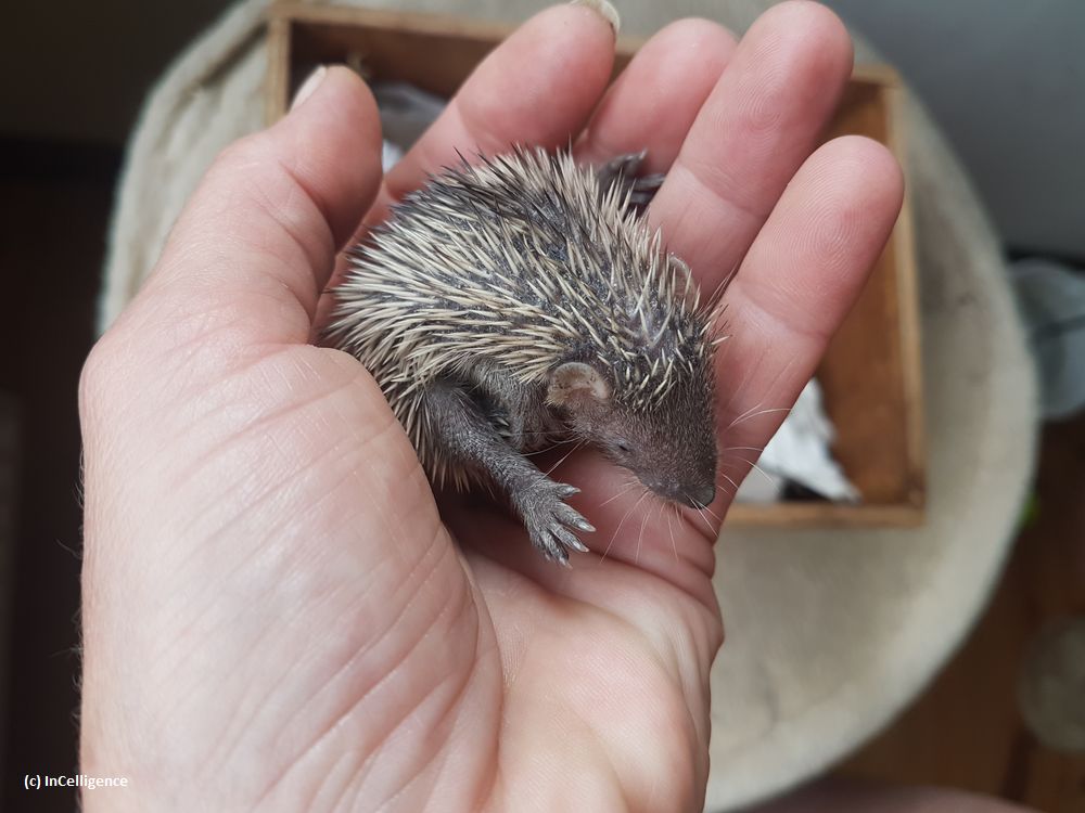 Igel-Tanrek_tenrek_Nachwuchs Tag 15
