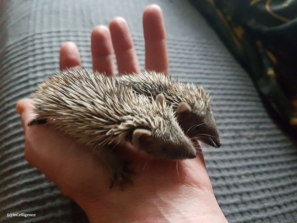 Igel-Tanrek_tenrek_Nachwuchs Tag 16