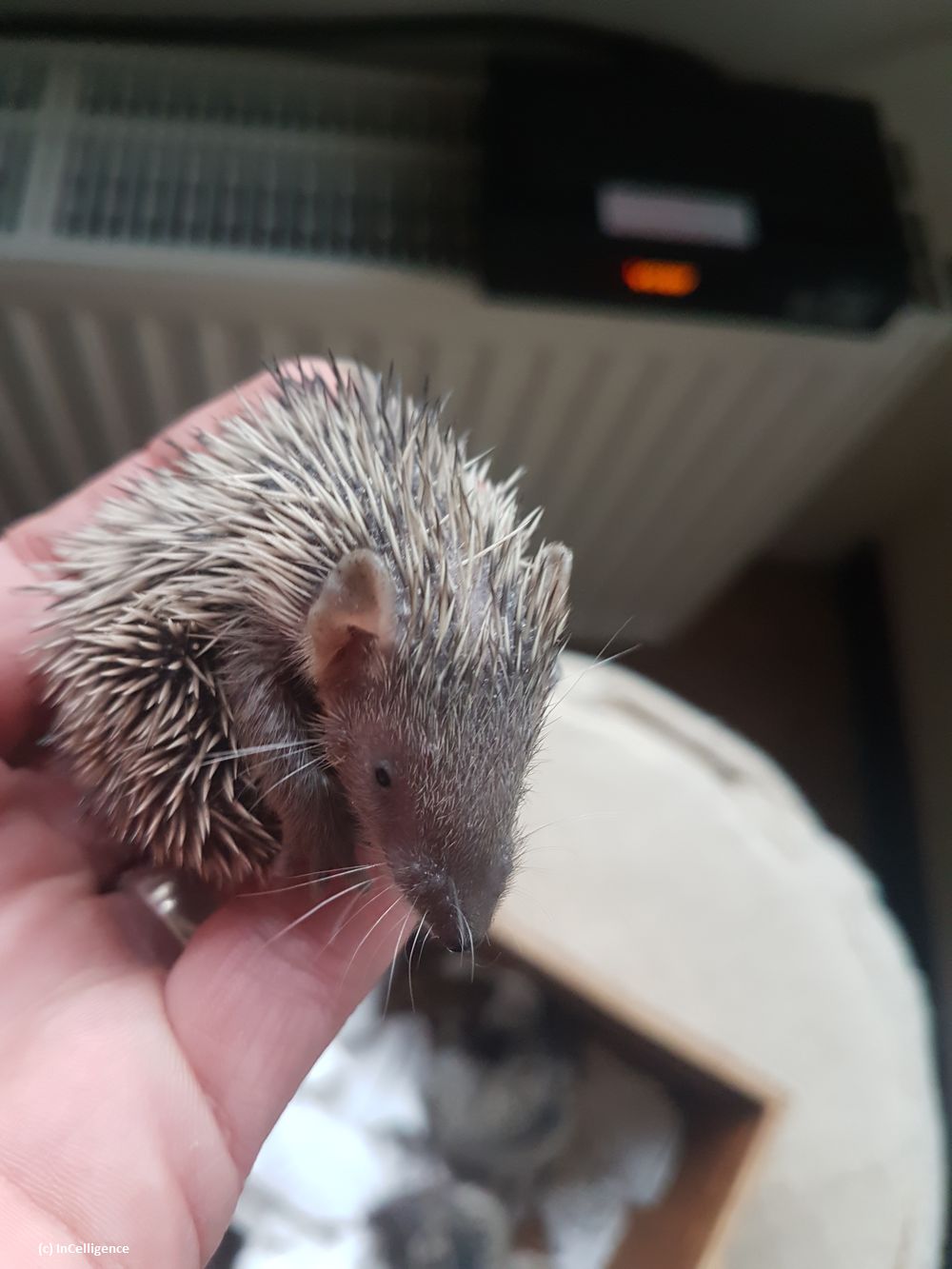 Igel-Tanrek_tenrek_Nachwuchs Tag 17