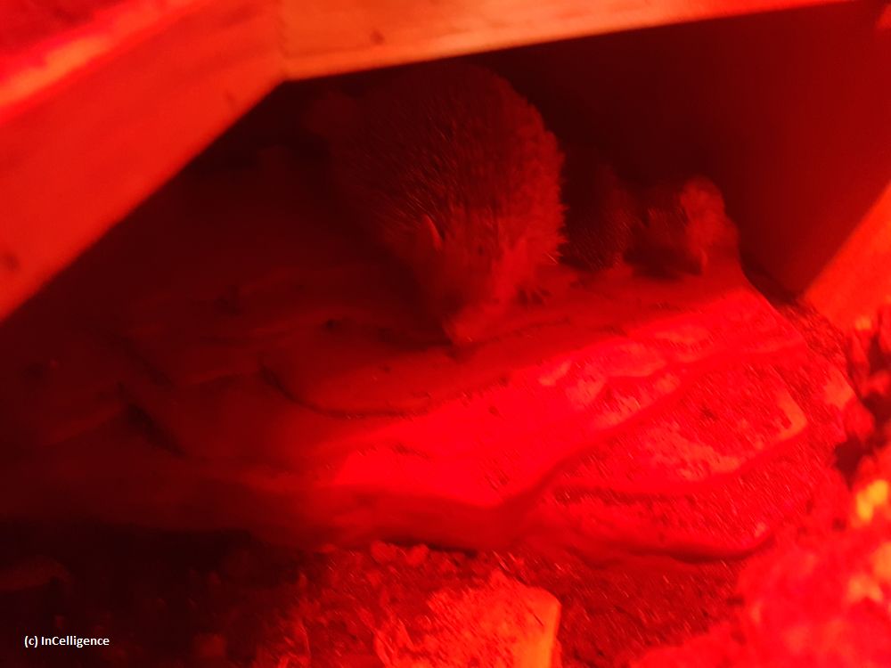 Igel-Tanrek_tenrek_Nachwuchs Tag 20
