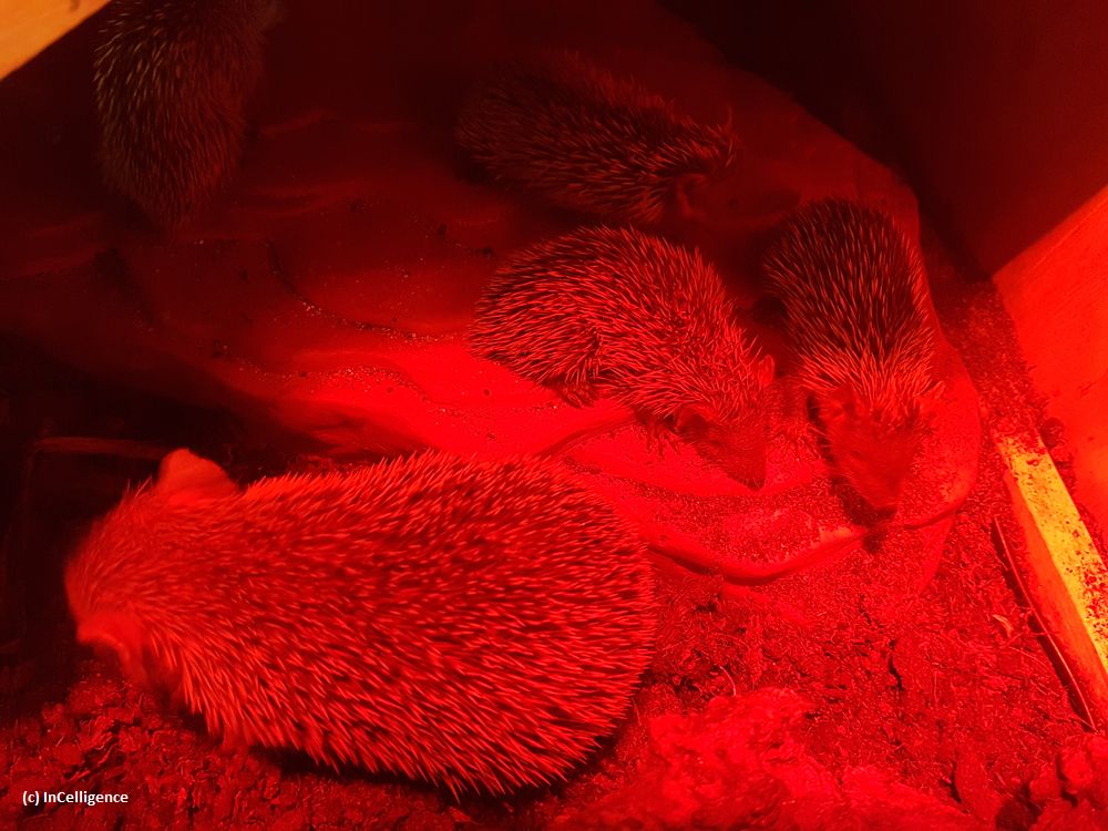 Igel-Tanrek_tenrek_Nachwuchs Tag 20