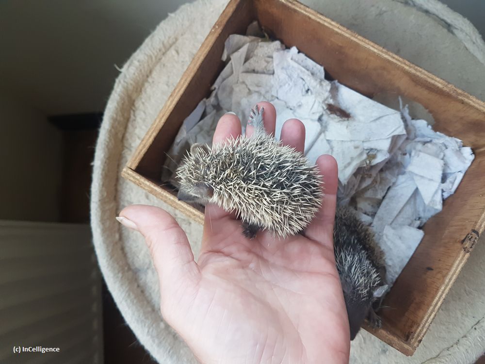 Igel-Tanrek_tenrek_Nachwuchs Tag 25