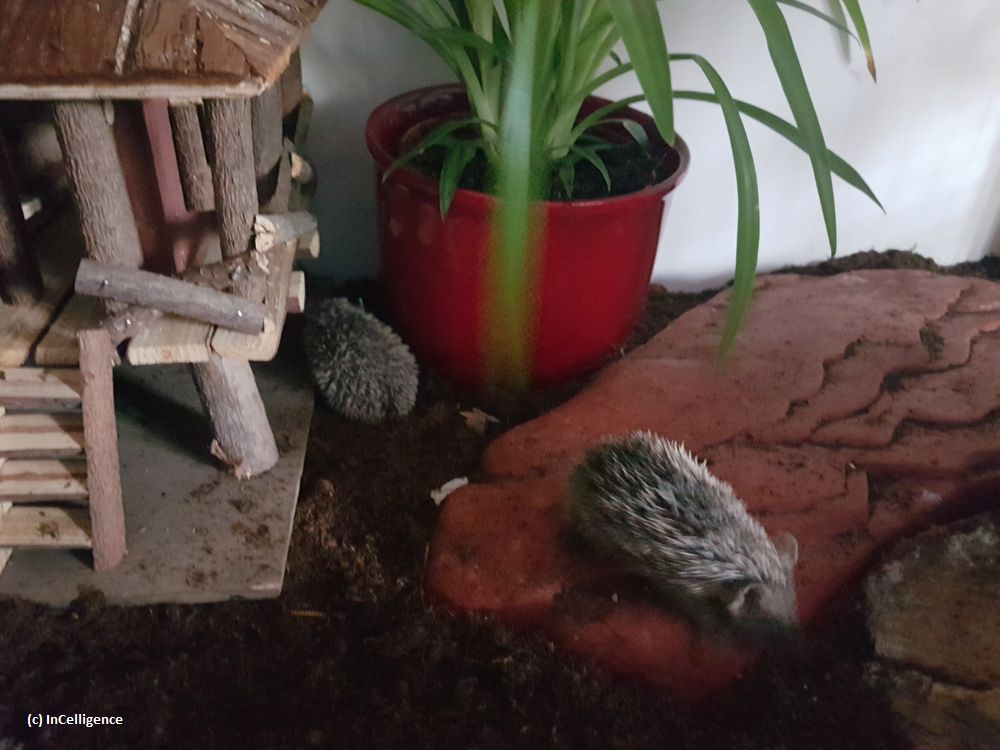 Igel-Tanrek_tenrek_Nachwuchs Tag 25