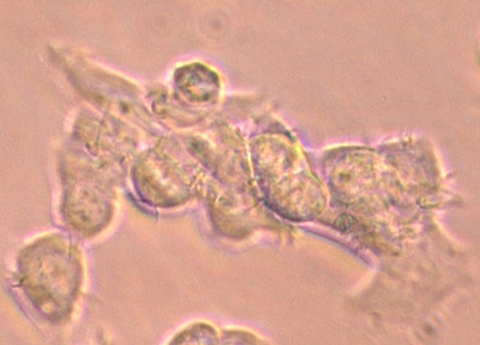 Multiwell Platte Greiner