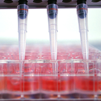 Qualitätsmanagement in der Zellkultur (Basis bis GMP) Standardisierung GCCP Training