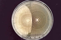 Todar Kenneth Microbiology