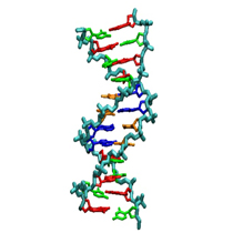 DNA molecule