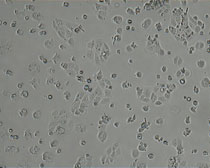 Bright field image July MQ cells