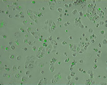 Merge image July MQ cells