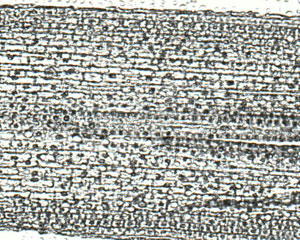 Zwiebelwurzel Praeparat