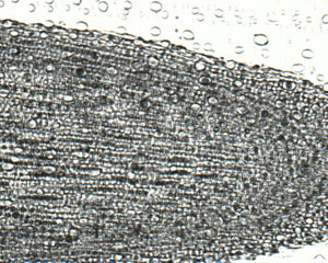 Zwiebelwurzel Praeparat