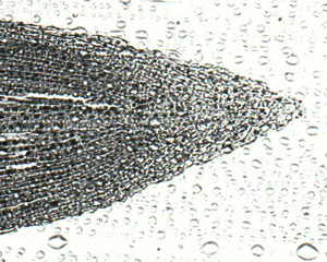 Zwiebelwurzel Praeparat