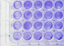 Multiwell Platte Eppendorf