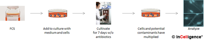 Zellkultur Mycoplasmen-Nachweis DAPI